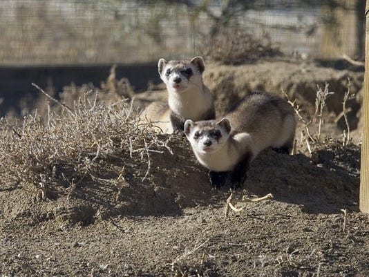 Two black-footed ferrets stand on a dirt mound. Photo Credit: Ryan Hagerty, U.S. Fish and Wildlife Service